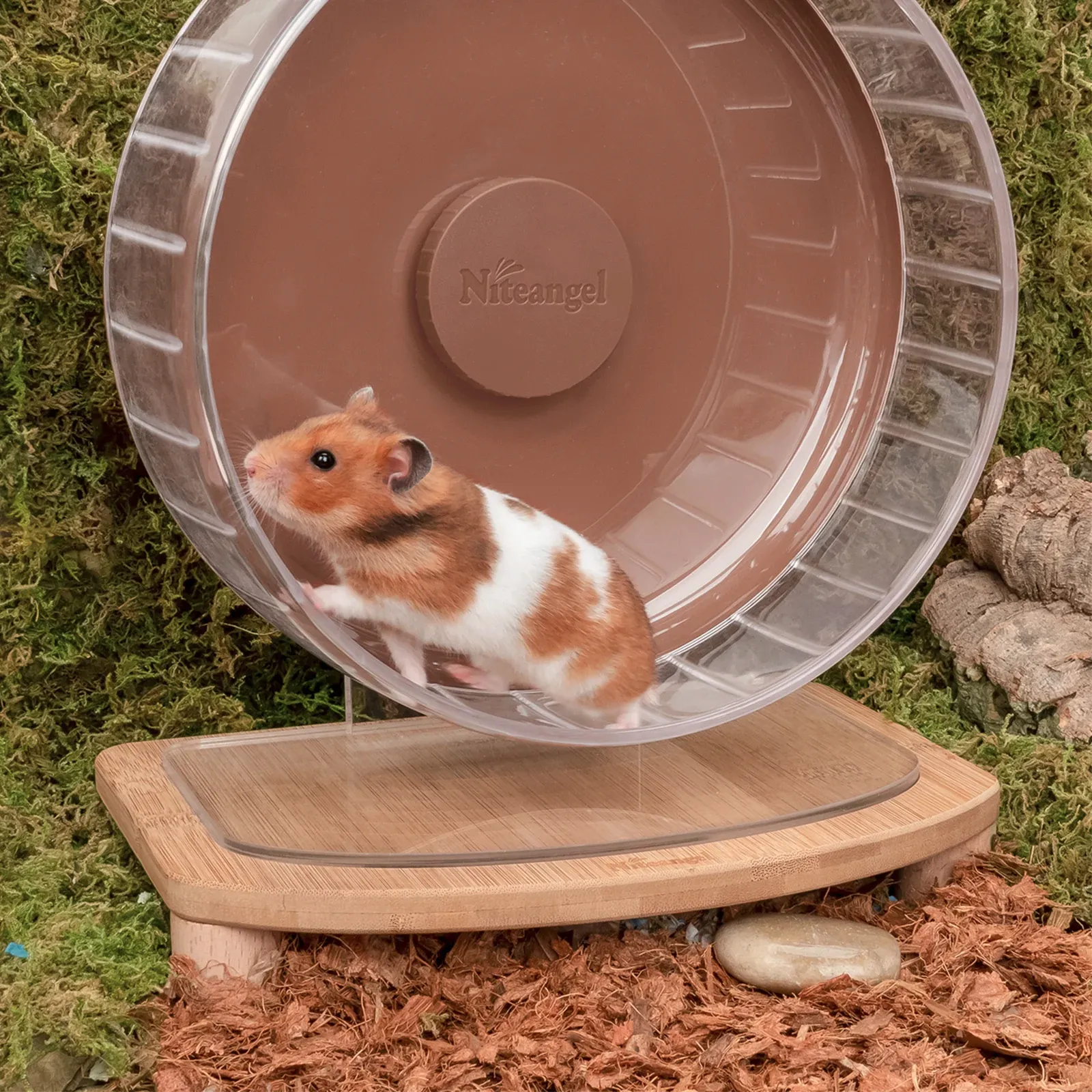 Hamster in wheel